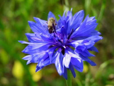 20140820Centaurea_cyanus2 photo