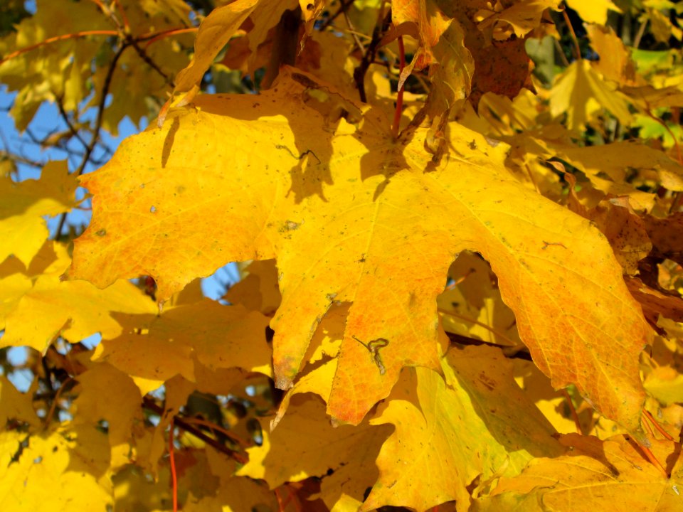 20141101Acer_platanoides2