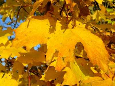 20141101Acer_platanoides2