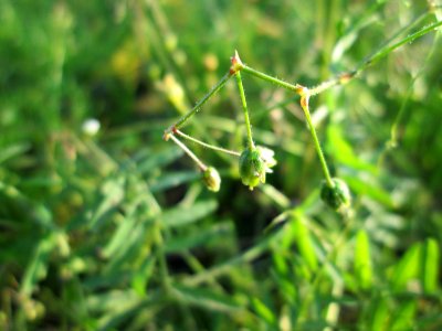 20141101Spergula_arvensis2