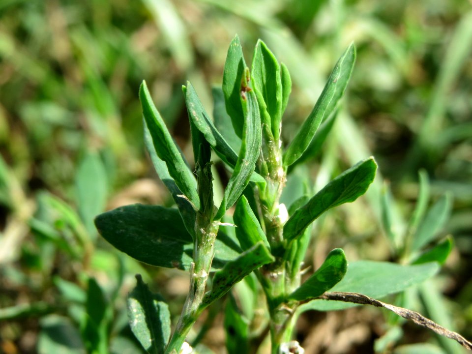 20140809Polygonum_aviculare2
