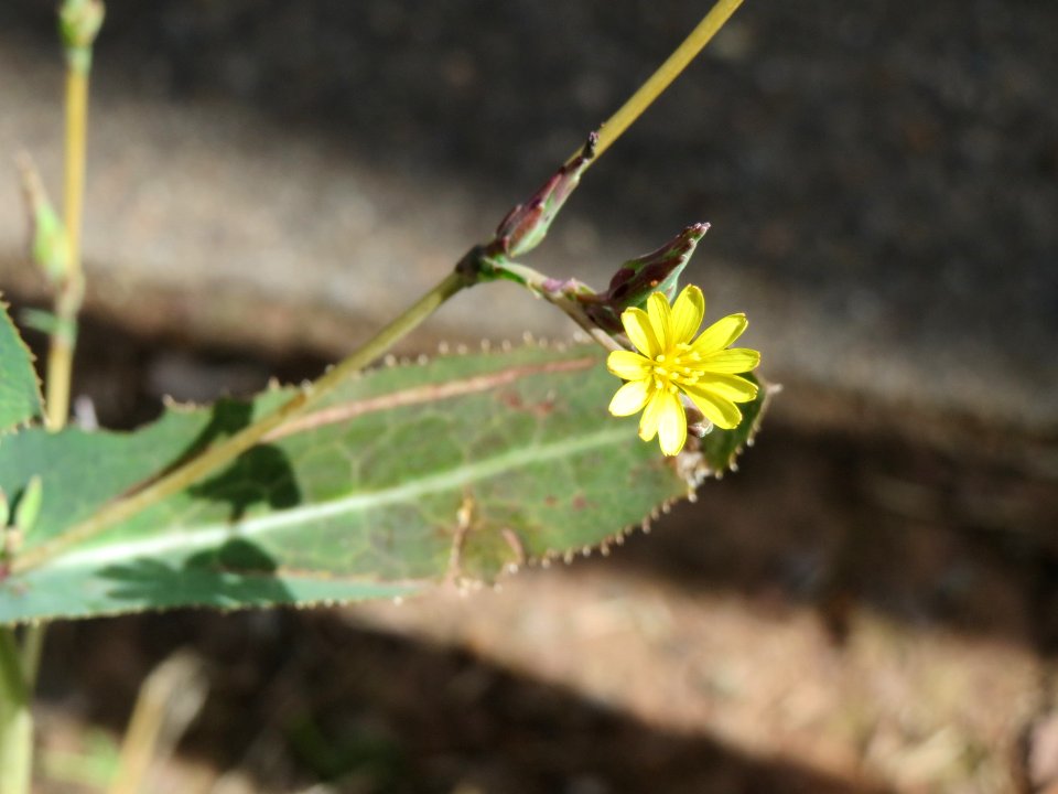 20140819Lactuca_serriola1