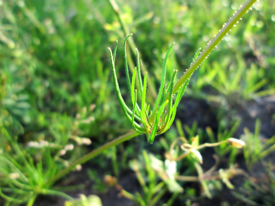 20141101Spergula_arvensis1