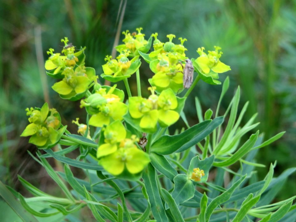 20140810Euphorbia_cyparissias1