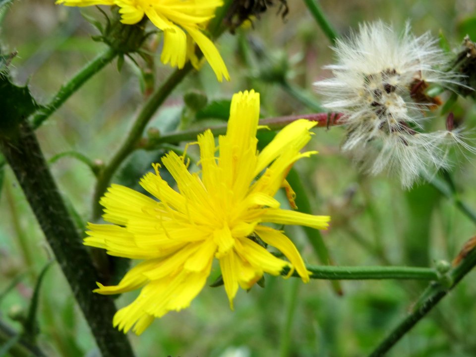 2014081Picris_hieracioides1