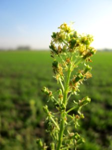 20141101Reseda_lutea2