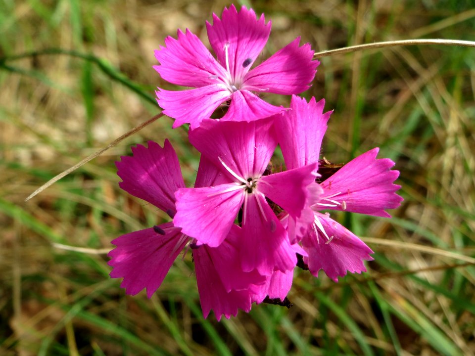 20140810Dianthus_carthusianorum6