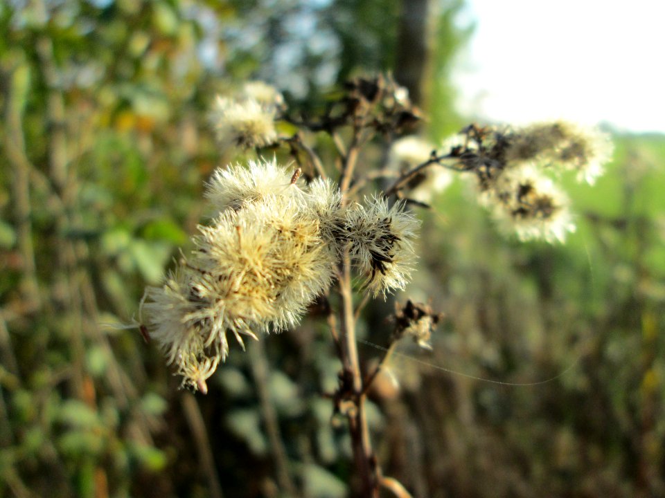 20141101Solidago_canadensis3