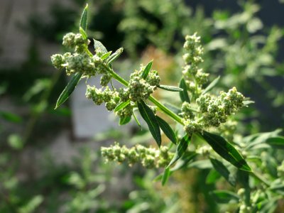 20140820Chenopodium_album