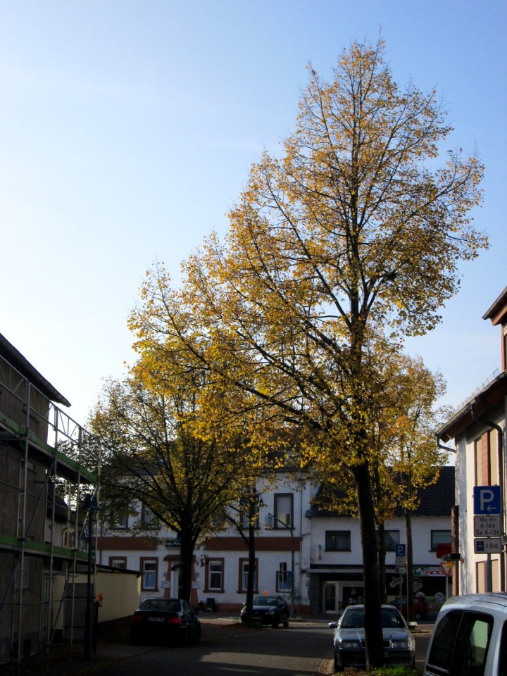 20141101Tilia_cordata1