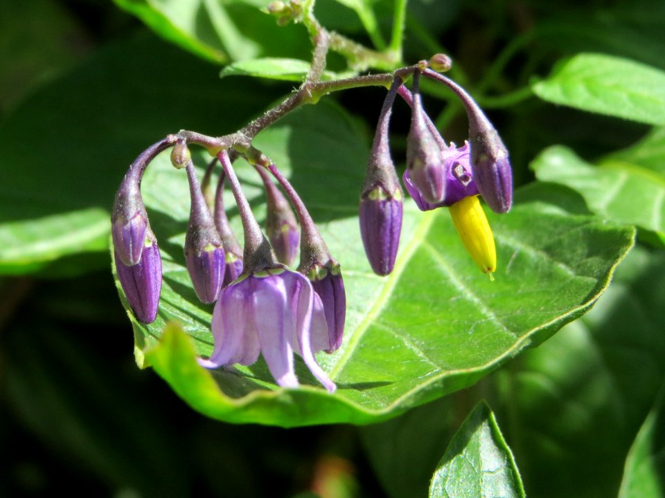 20140819Solanum_dulcamara2