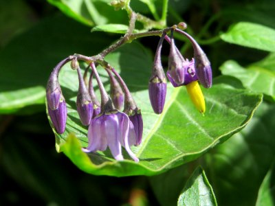 20140819Solanum_dulcamara2