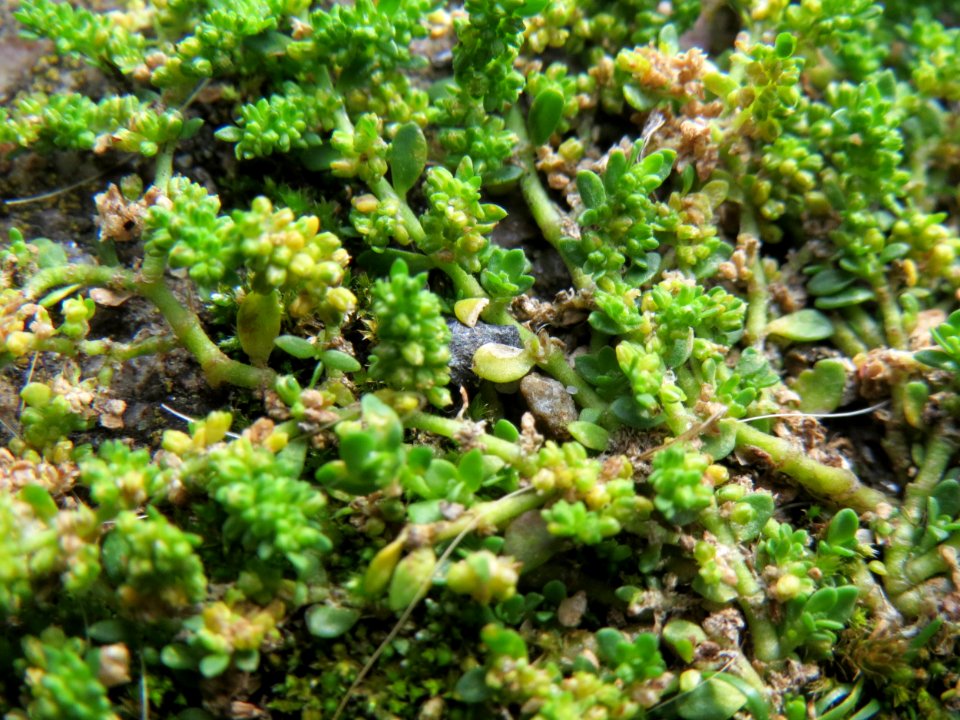 20140810Herniaria_glabra2