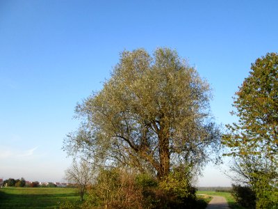 20141101Salix_alba