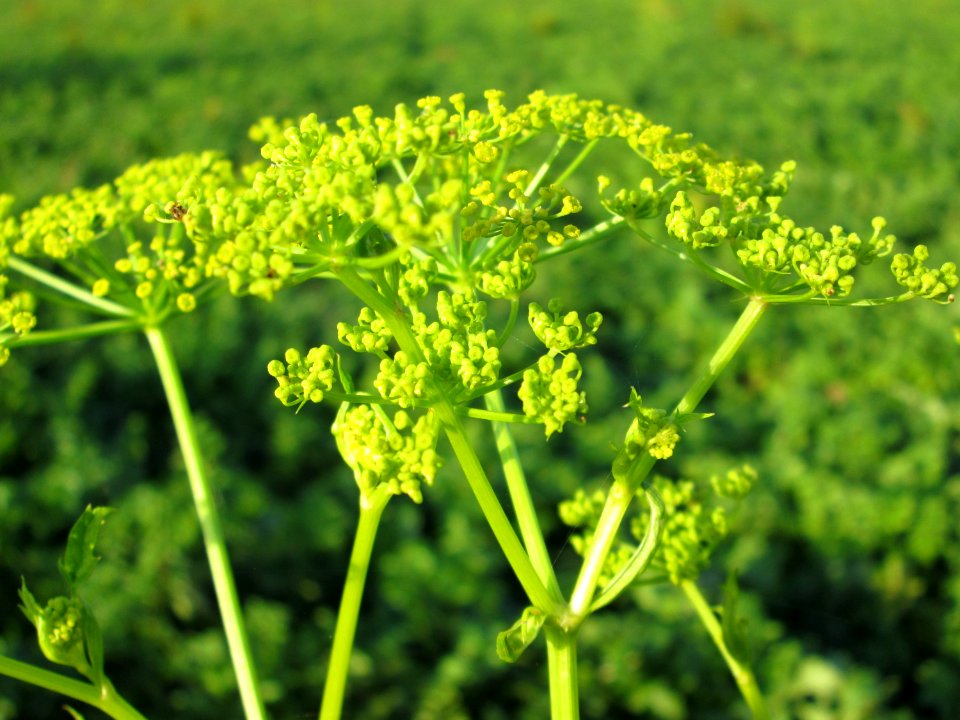 20141102Pastinaca_sativa2
