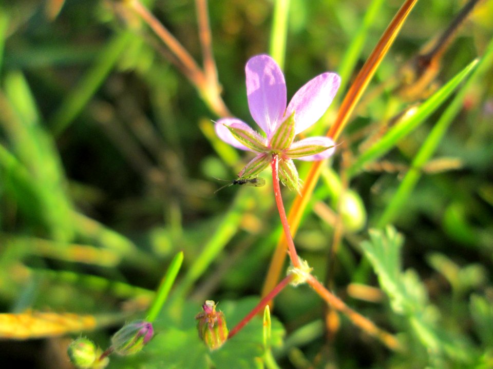 20141101Erodium_cicutarium1