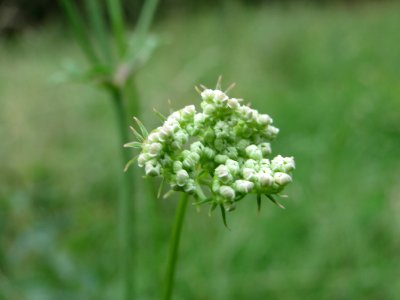 20140810Peucedanum_oreoselinum4