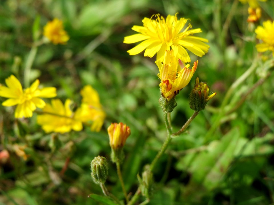 20140820Hypochaeris_radicata3