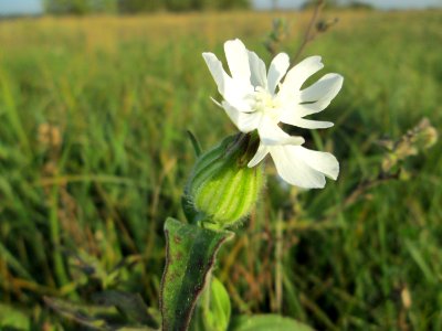 20141101Silene_latifolia3