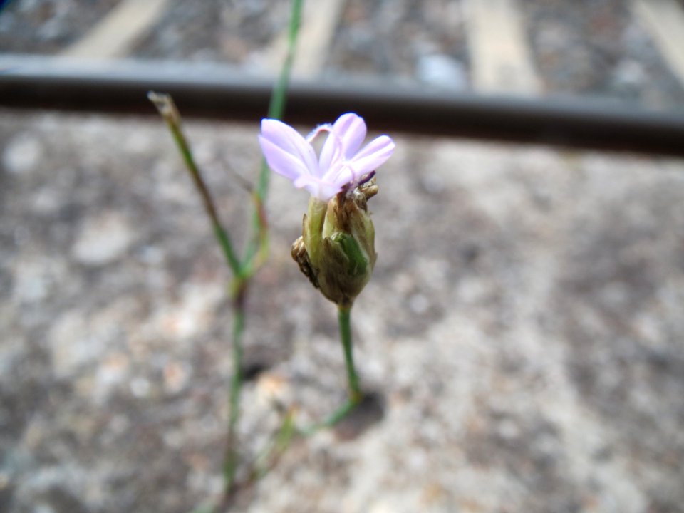 20140810Petrorhagia_prolifera1