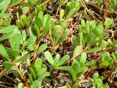 20140820Portulaca_oleracea3