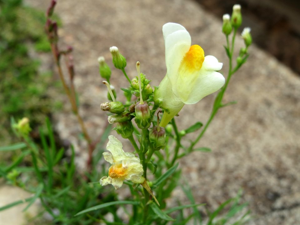20140810Linaria_vulgaris1