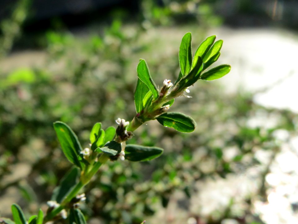 20140820Polygonum_aviculare3