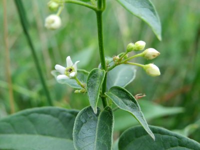 20140810Vincetoxicum_hirundinaria2