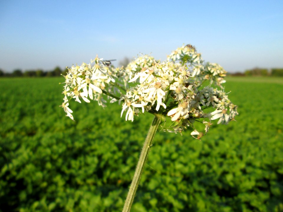 20141102Heracleum_sphondylium2