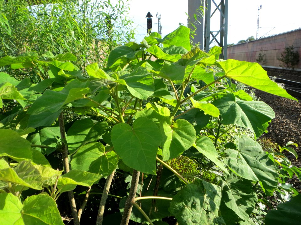 20140820Paulownia_tomentosa1