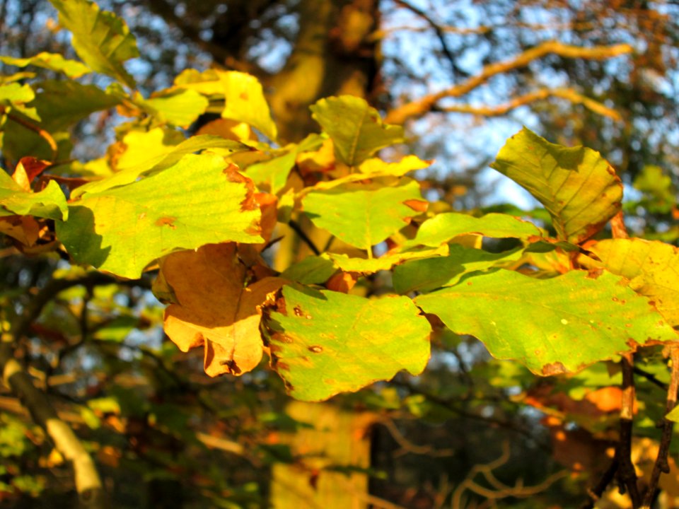 20141101Fagus_sylvatica