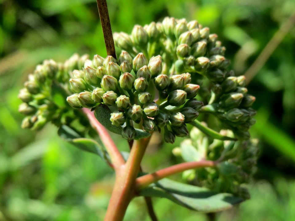 20140811Hylotelephium_telephium04