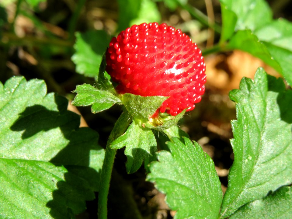 20140816Potentilla_indica2