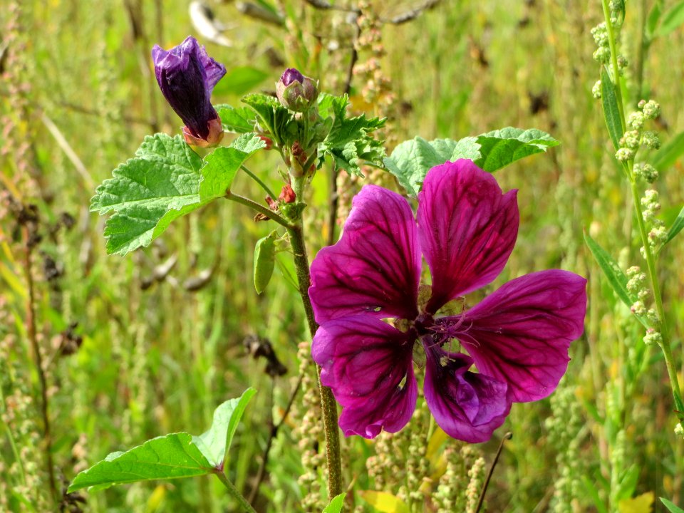 20140820Malva_sylvestris2