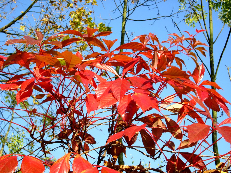 20141101Parthenocissus_quinquefolia