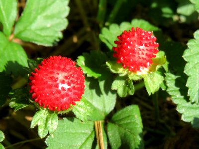 20140816Potentilla_indica1 photo