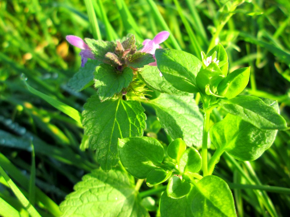 20141101Lamium_purpureum