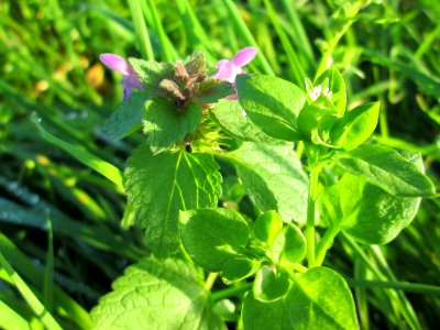 20141101Lamium_purpureum