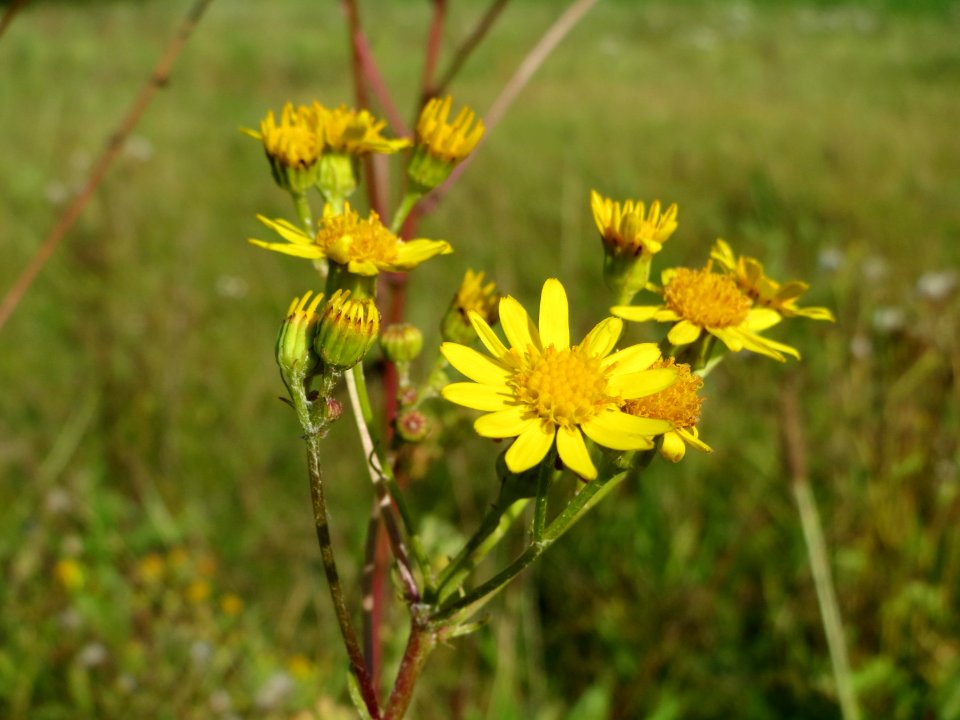 20140926Jacobaea_vulgaris2