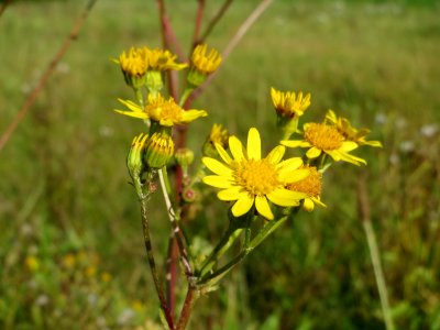 20140926Jacobaea_vulgaris2