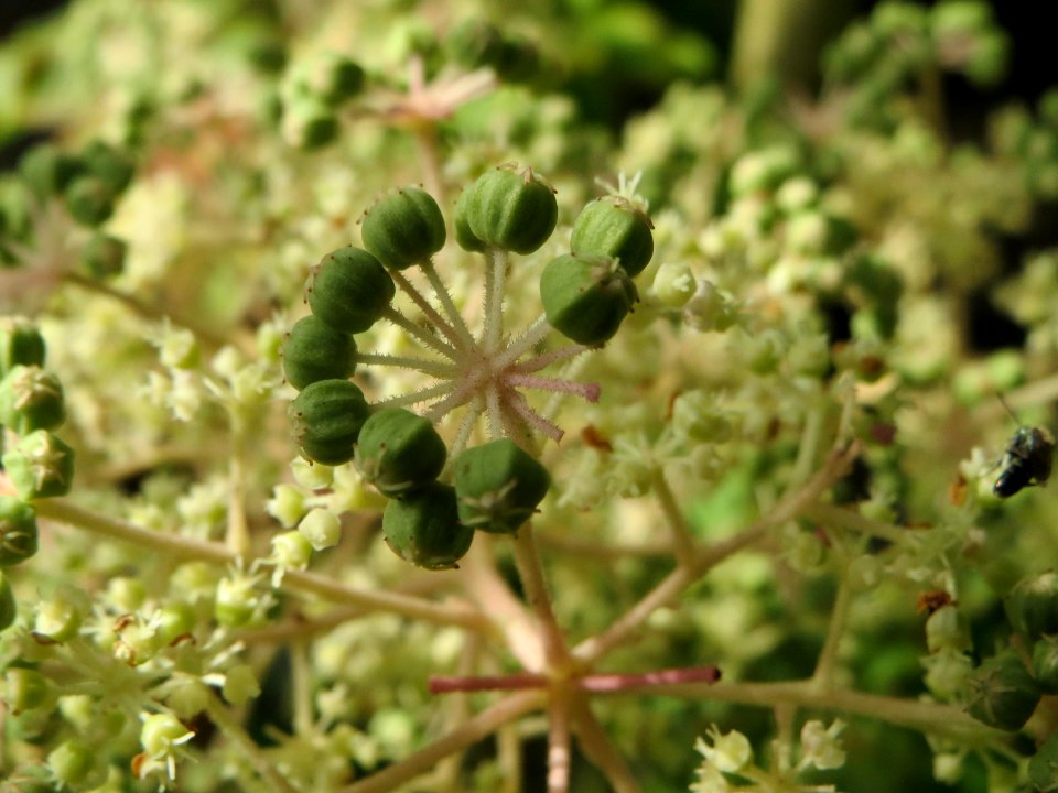 20140816Aralia_elata1