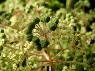 20140816Aralia_elata1