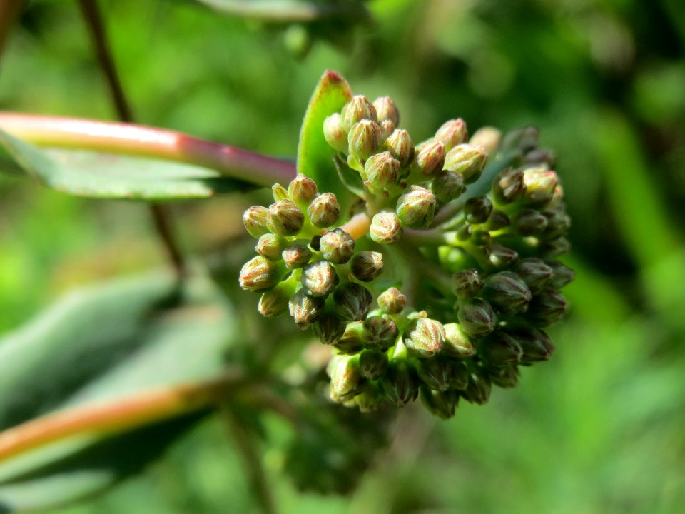 20140811Hylotelephium_telephium05