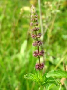 20140727Mentha_spicata4