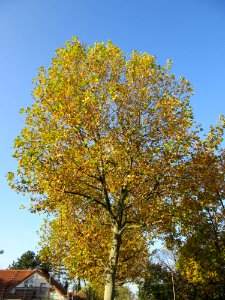 20141101Platanus_×_hispanica2