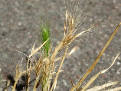 20140815Hordeum_murinum