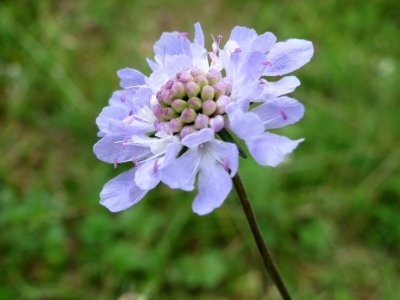 20140810Scabiosa_canescens2
