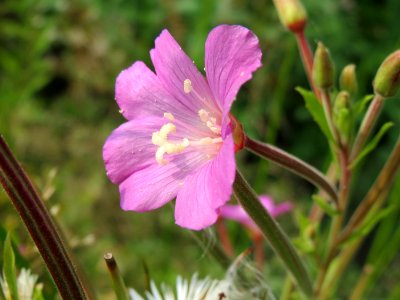 20140727Epilobium_hirsutum2