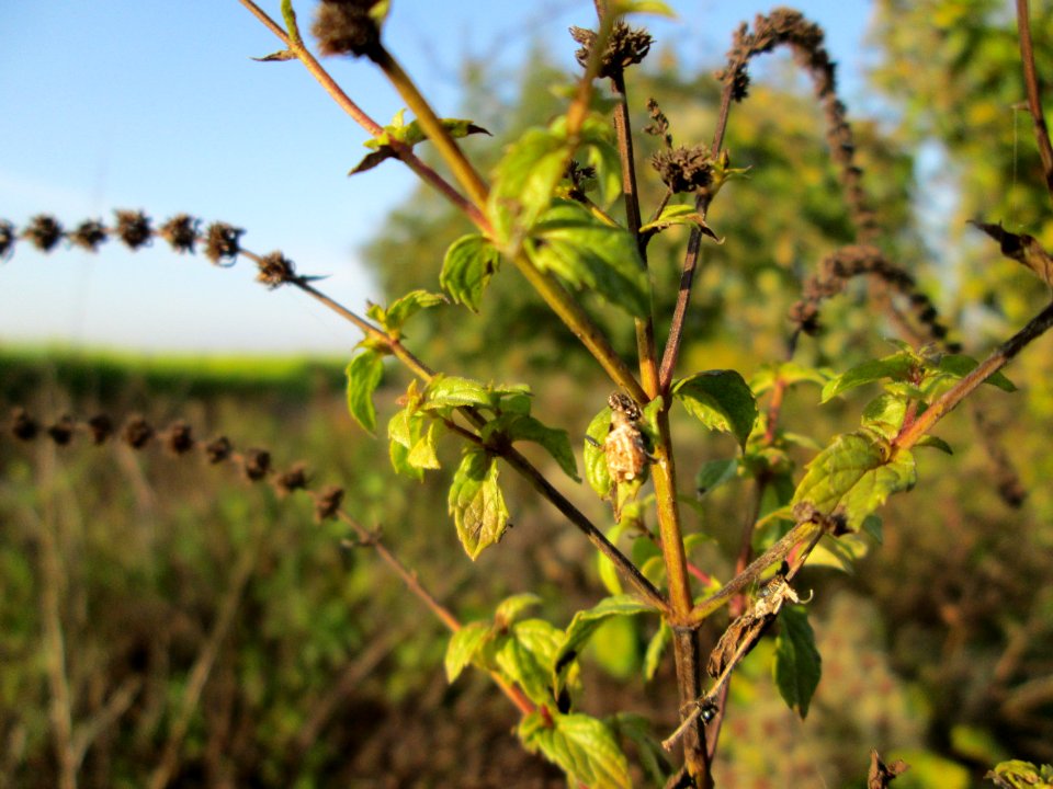 20141101Mentha_spicata2