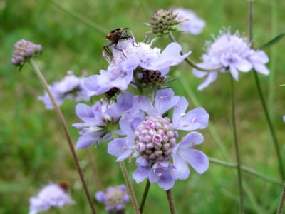20140810Scabiosa_canescens1